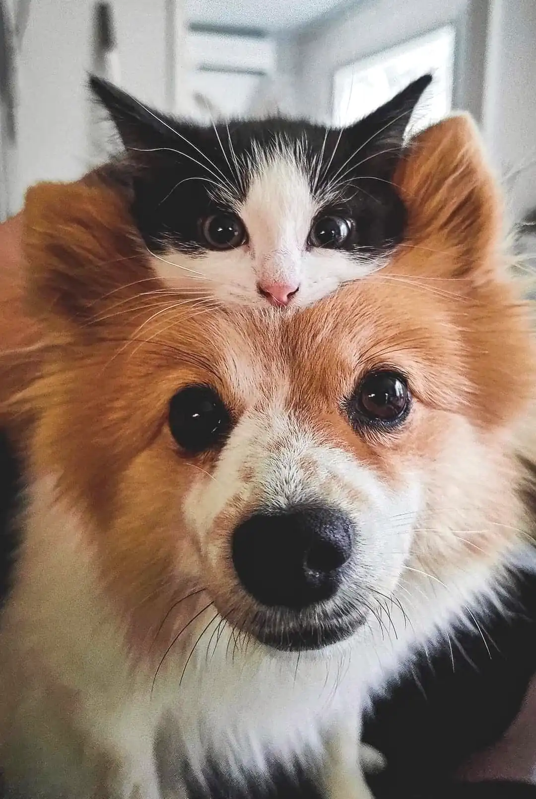 cat on dogs head